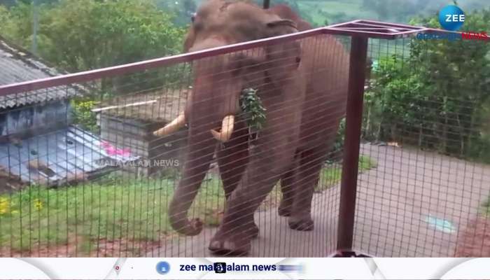 Munnar Elephant Video: After leopard killed pet dog, wild elephant sighted in Munnar