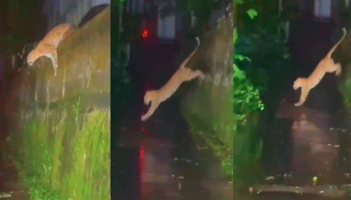 Wayanad Leopard: വയനാട് സുൽത്താൻ ബത്തേരിയിൽ വീണ്ടും പുലിയിറങ്ങി; പുലി കടന്നുപോയത് കാർ യാത്രക്കാർക്ക് മുന്നിലൂടെ- VIDEO