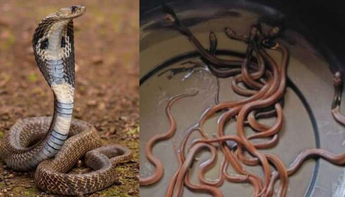 Cobra Snake: മതിലിൽ മൂർഖൻ പാമ്പ്; തെരച്ചിലിൽ കിട്ടിയത് 21 മൂർഖൻ കുഞ്ഞുങ്ങളെ