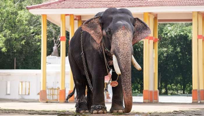 Gopi Kannan Leaned Over: ഗോപീകണ്ണൻ ചരിഞ്ഞു; ആനയോട്ടത്തിൽ ഒന്നാമനായ കൊമ്പൻ