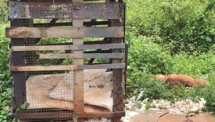 Leopard Wayanad: വയനാട് മേപ്പാടിയിൽ വീണ്ടും പുലിയുടെ ആക്രമണം; വളർത്തു നായയെ കൊന്നു