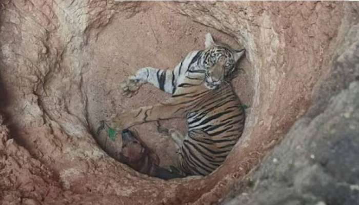 Tiger Rescue: ഇടുക്കിയിൽ കുഴിയിൽ വീണ കടുവയെ മയക്കുവെടിവെച്ച് പിടികൂടി