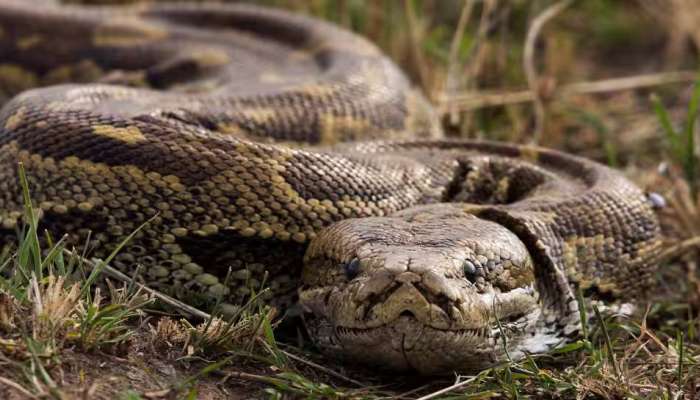 Snake Found: ഓഫീസിലെ ശുചിമുറിയിൽ ഒരു ശൂ..ശൂ.. ശബ്ദം, കലക്ടറേറ്റില്‍ കണ്ടത് പെരുമ്പാമ്പിന്റെ കുഞ്ഞ്..!