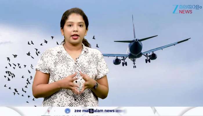 Are birds a threat to airplanes?