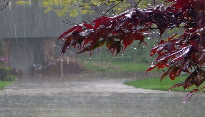 Kerala Monsoon Updates: സംസ്ഥാനത്ത് വരുന്ന 5 ദിവസം കനത്ത മഴയ്ക്ക് സാധ്യത
