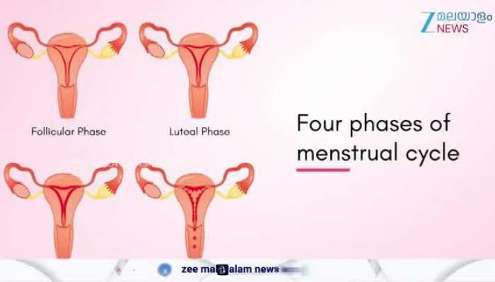 Diet during Menstruation