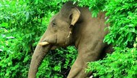 ഒരു ആന കുത്താന്‍ വന്നാഷ എന്ത് ചെയ്യണം...? തമാശയല്ല, രക്ഷപ്പെടാൻ ശരിക്കും വഴികളുണ്ട്