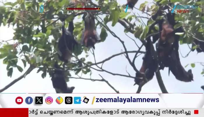 Wards in the municipality declared as containment zones