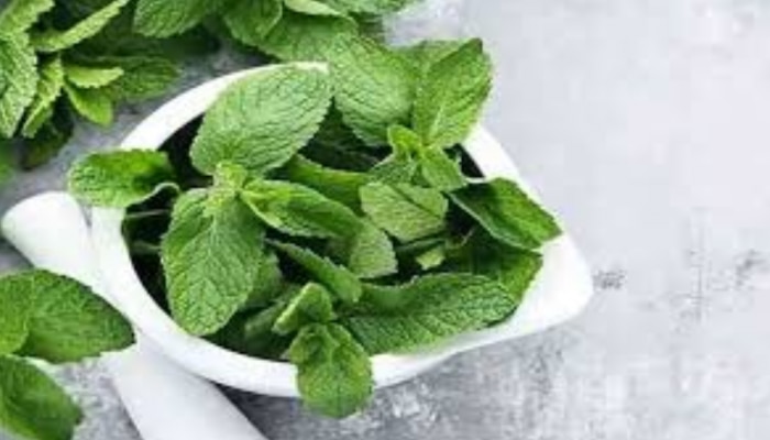 Mint Leaves: മാസങ്ങളോളം കേടുവരാതിരിക്കാൻ പുതിന ഇങ്ങനെ സൂക്ഷിക്കാം...