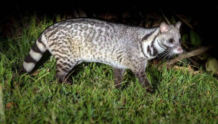 Civet Cat in High Court: മരപ്പട്ടി കയറി മൂത്രമൊഴിച്ചു, ഹൈക്കോടതി ഹാളില്‍ ദുർഗന്ധം; നടപടികൾ താത്കാലികമായി നിർത്തിവച്ചു