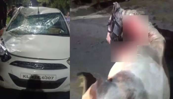 Kochi News: കൊച്ചിയിൽ കാറിടിച്ച് പരിക്കേറ്റ കുതിര ചത്തു; സവാരി നടത്തിയ ആൾക്കെതിരെ കേസ്