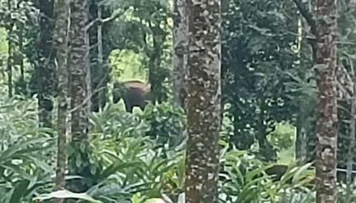 Wild Elephant Attack: ഇടുക്കിയിൽ വീണ്ടും കാട്ടാനയുടെ ആക്രമണം; ഒരാൾ മരിച്ചു