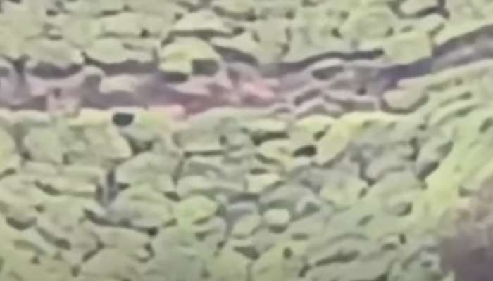 Tiger Attack: മൂന്നാറിൽ ജനവാസ മേഖലയിൽ വീണ്ടും കടുവകൾ; ചിറ്റുവാരൈ എസ്റ്റേറ്റിലെത്തിയത് മൂന്ന് കടുവകൾ