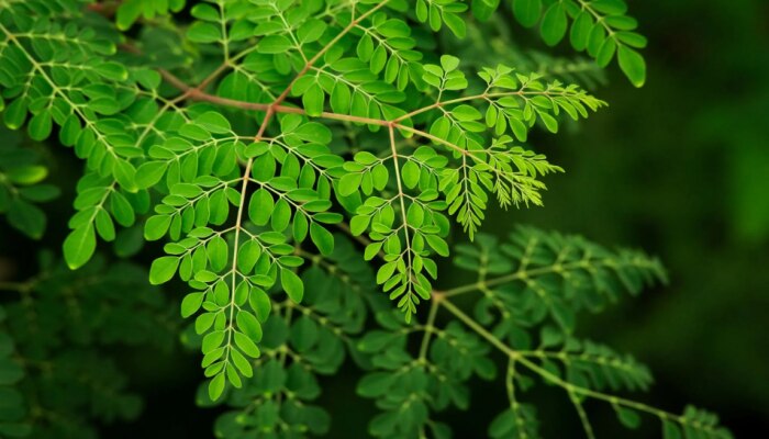 Moringa Leaves: മുരിങ്ങയില കഴിക്കാൻ ഏറ്റവും അനുയോജ്യമായ സമയം ഏതാണ്?