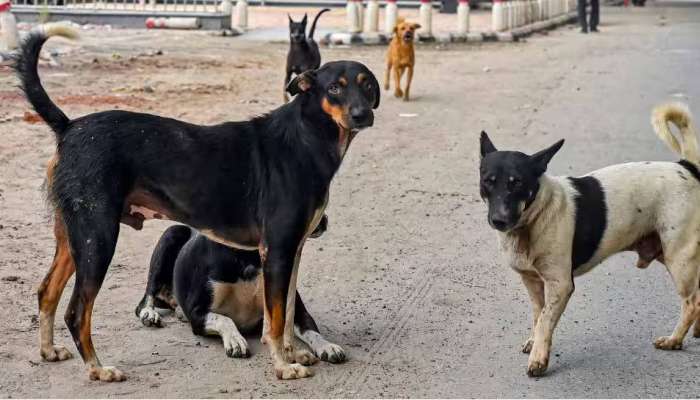 Stray Dog Attack: തെരുവുനായ ആക്രമണം; മദ്രസയിൽ നിന്നും മടങ്ങിയ അഞ്ചു വയസ്സുകാരിക്ക് പരിക്ക്