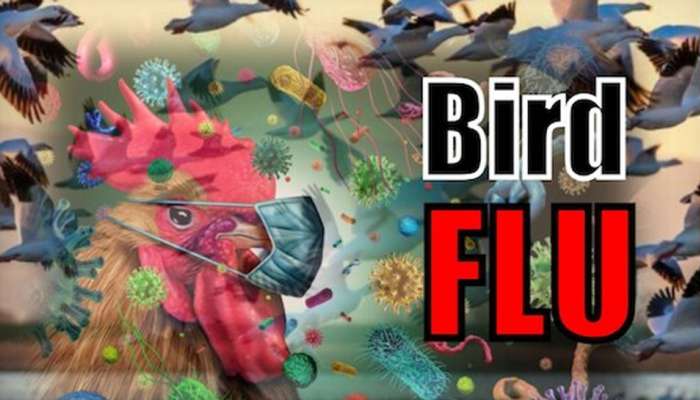 Bird Flu: കുട്ടനാട്ടിൽ പക്ഷിപ്പനി സ്ഥിരീകരിച്ചു
