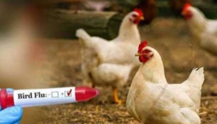 Bird Flu: പക്ഷിപ്പനി; ആലപ്പുഴയില്‍ 19,881 പക്ഷികളെ കൊന്നൊടുക്കും