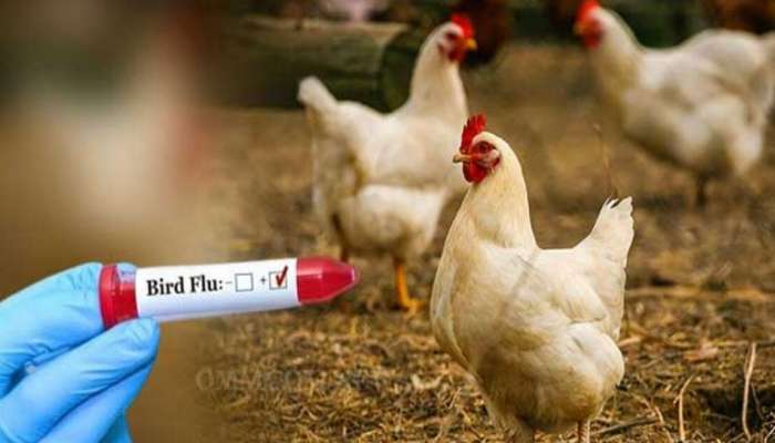 Bird Flu: പക്ഷിപ്പനി: ആലപ്പുഴയിലും പത്തനംതിട്ടയിലും ചിക്കനും മുട്ടയും വിൽപന നിരോധിച്ചു 