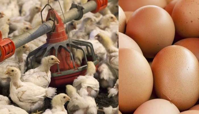 Alappuzha Bird Flu: ആലപ്പുഴയിൽ നാല് പഞ്ചായത്തുകളിൽ പക്ഷിപ്പനി