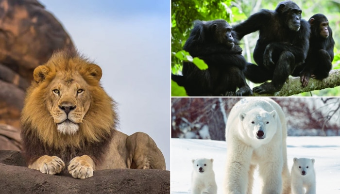 Wonders Of Animal World: ക്രൂരതയല്ല, അതിജീവനം! സിംഹം മുതൽ ഹിമക്കരടി വരെ; സ്വന്തം കുഞ്ഞുങ്ങളെ ആഹാരമാക്കുന്ന ജീവികൾ...